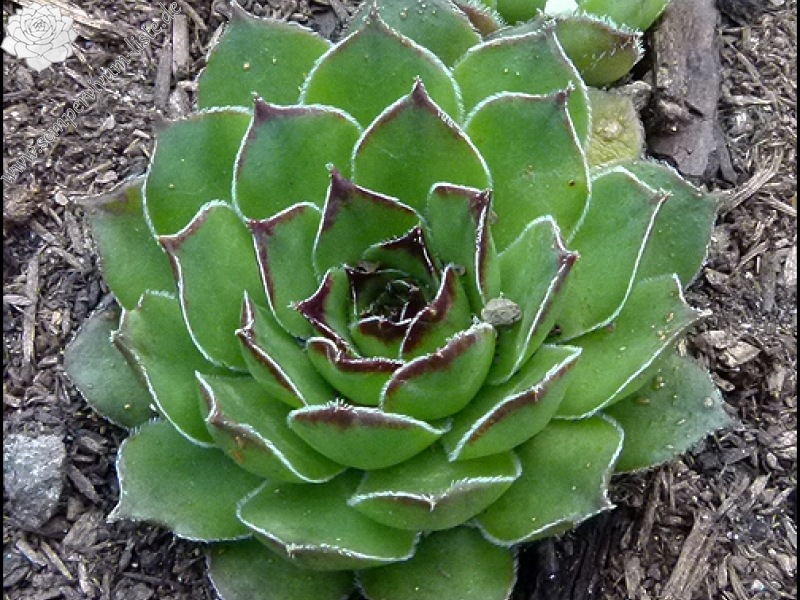 marmoreum ssp. reginae-amaliae (angustissimum)