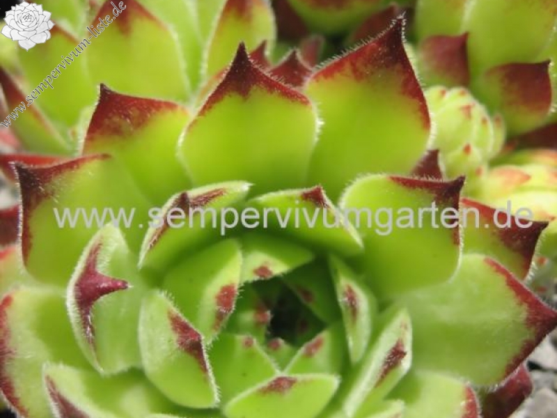 montanum ssp. burnatii