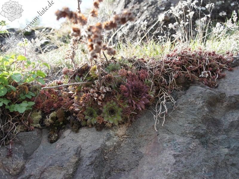 tectorum var. tectorum from Villnösstal (bei St. Peter)