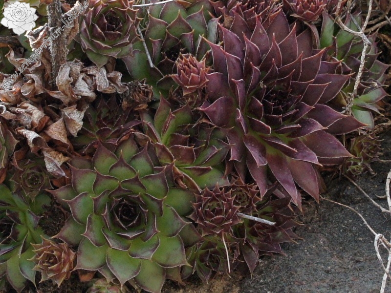 tectorum var. tectorum from Villnösstal (bei St. Peter)