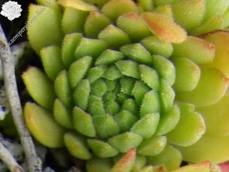 montanum from Sustenpass