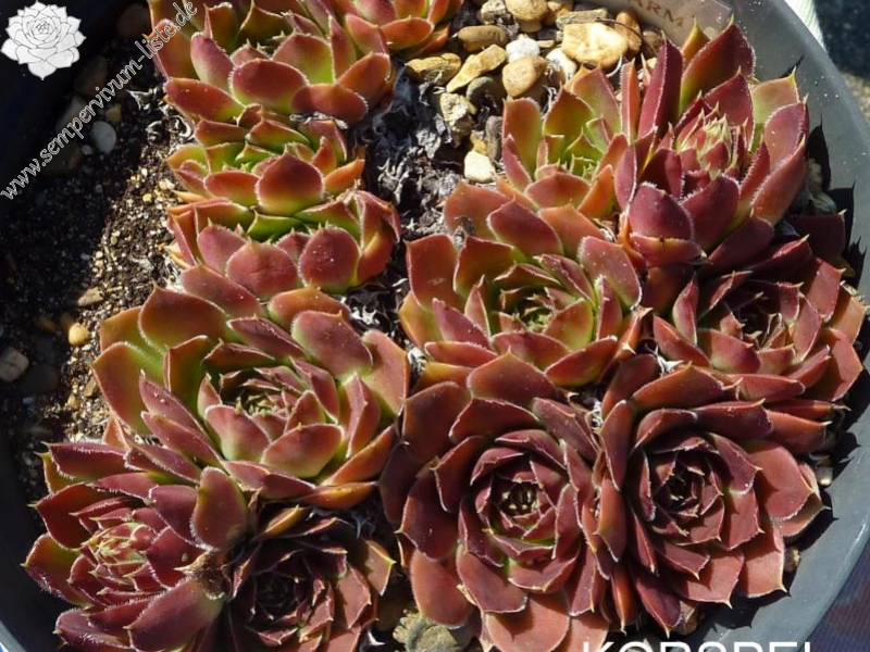 Korspel Charm / Jovi