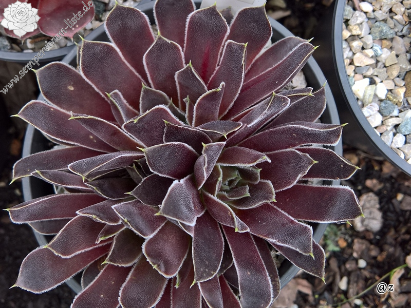 Korspelse Jinte / Jovi