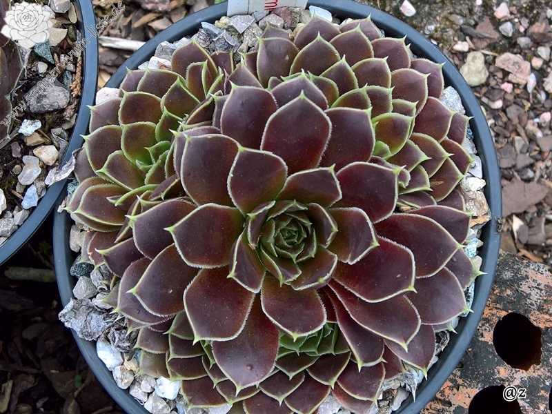 Korspelse Zozimine / Jovi