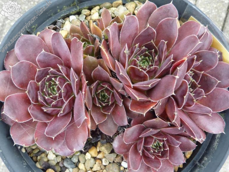 Korspel Purple Green / Jovi