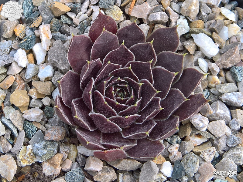 Korspelse Jinte / Jovi