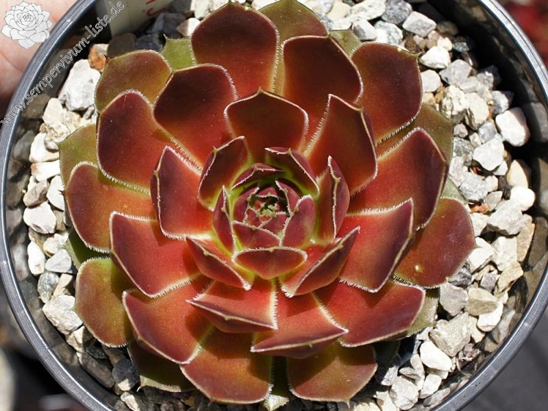 Korspel Charm / Jovi