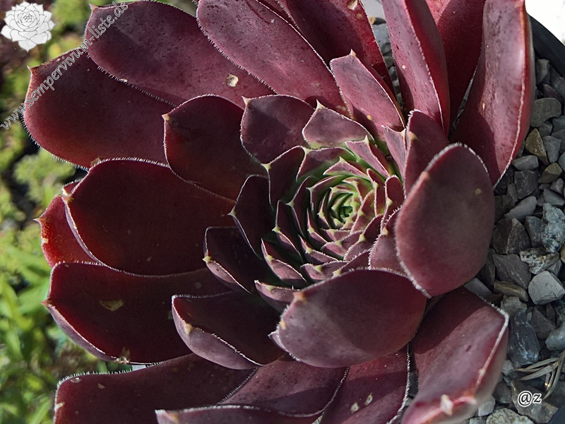 Korspelse Olyna / Jovi