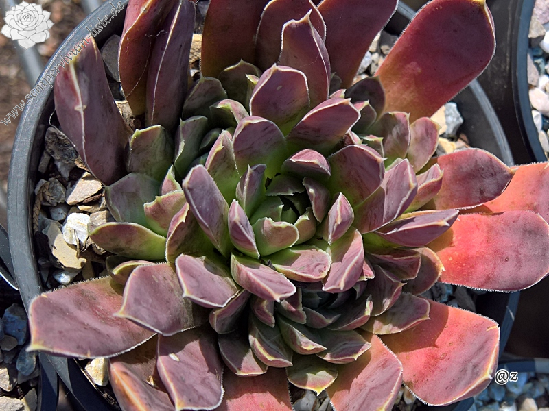 Korspelse Zozimine / Jovi