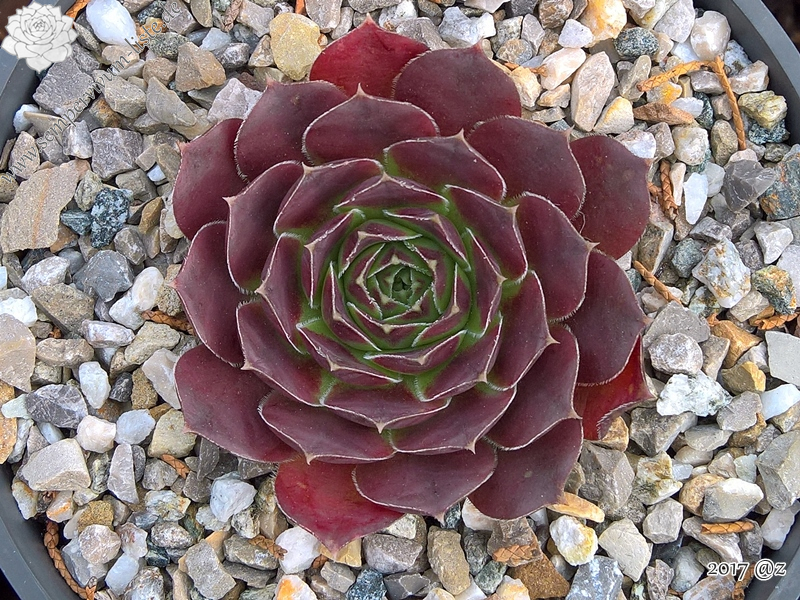 Korspelse Olyna / Jovi