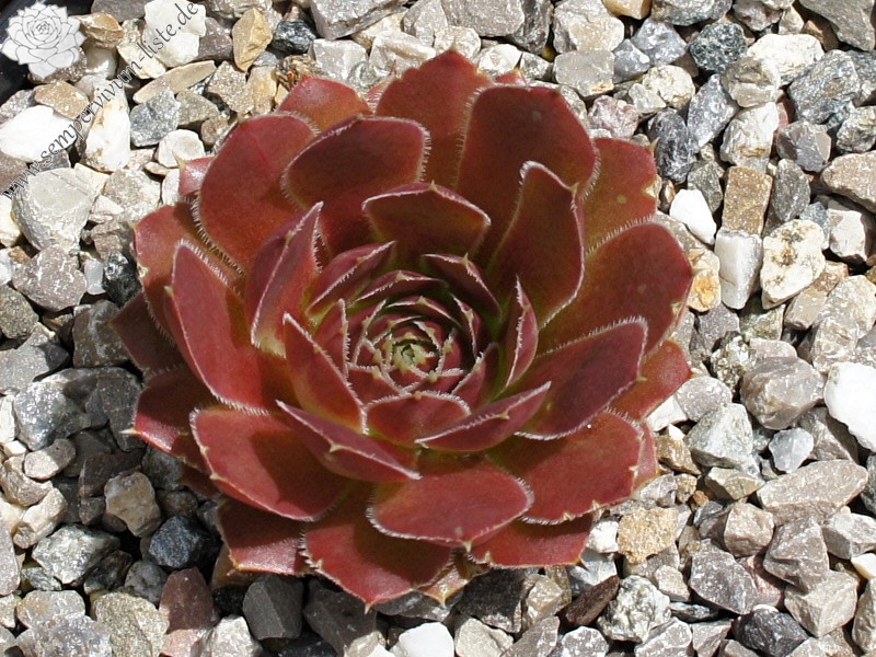 Korspel Charm / Jovi