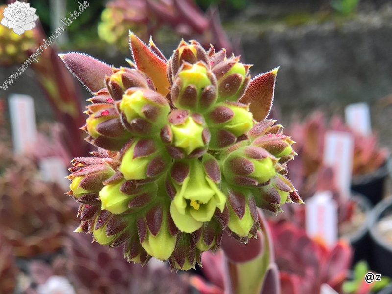 Korspelse Jinte / Jovi