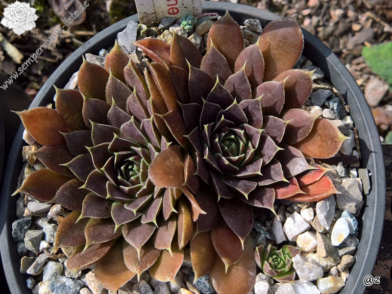 Korspelse Zozimine / Jovi