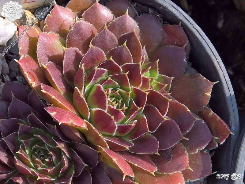 Korspel Charm / Jovi