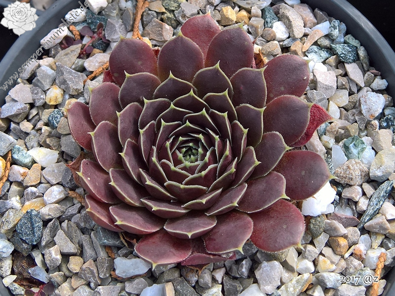 Korspelse Zozimine / Jovi