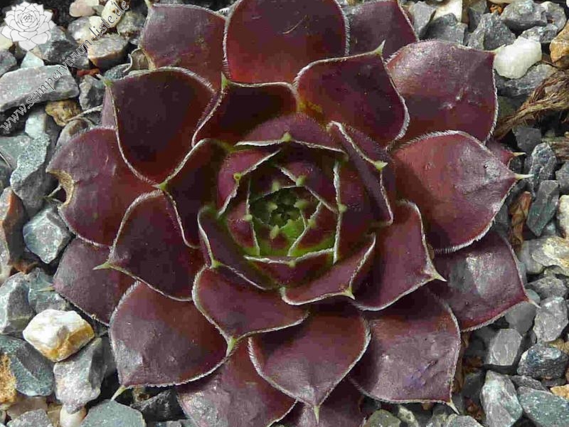 Korspel Purple Green / Jovi