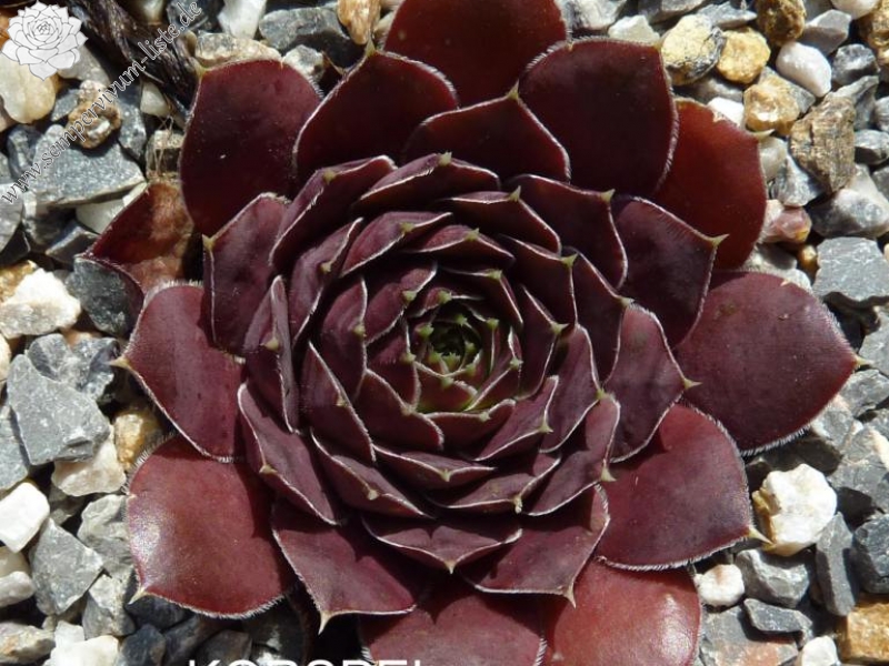 Korspel Purple Green / Jovi