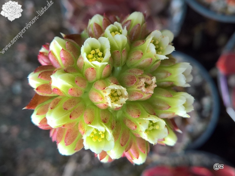 Korspelse Zozimine / Jovi