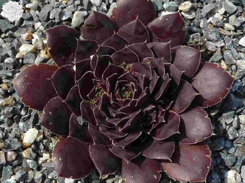 Korspel Purple Green / Jovi