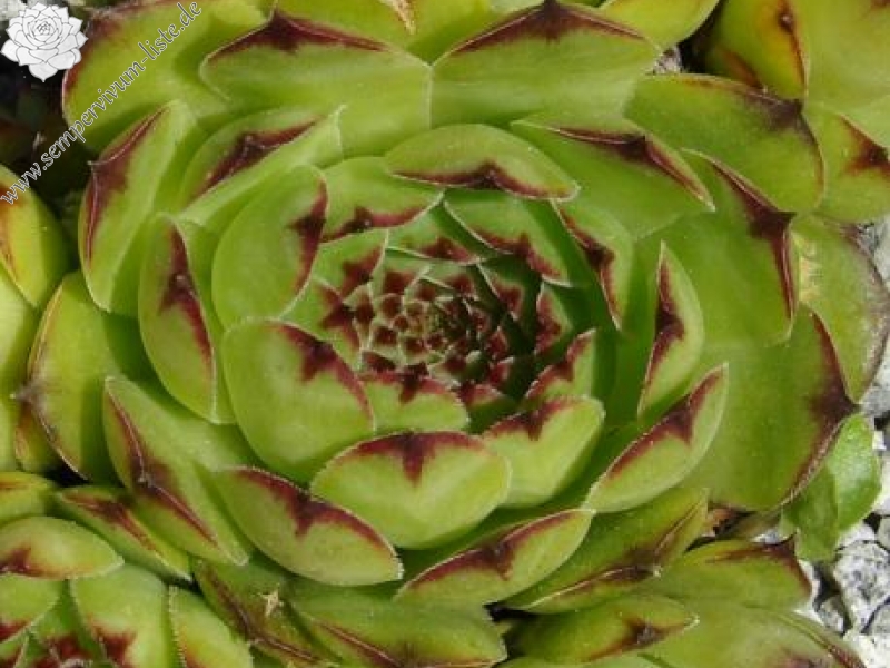 tectorum var. arvernense from Mont Lozère (Typ PH595)