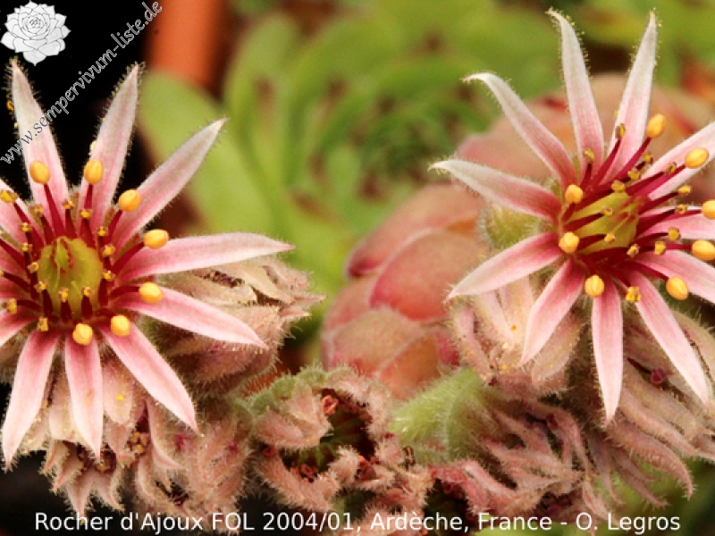tectorum var. arvernense from Rocher d'Ajoux