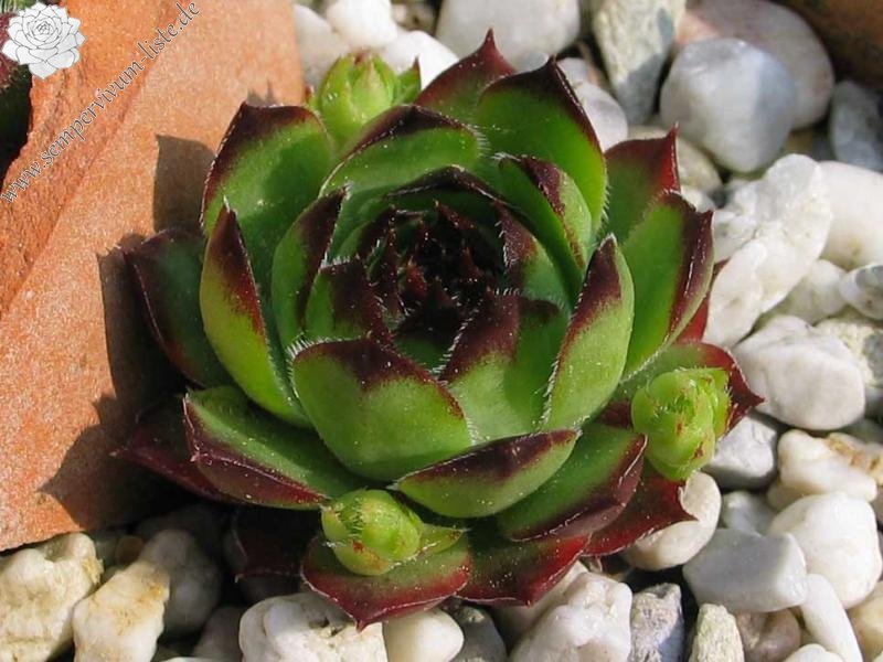 tectorum var. tectorum (clusianum)