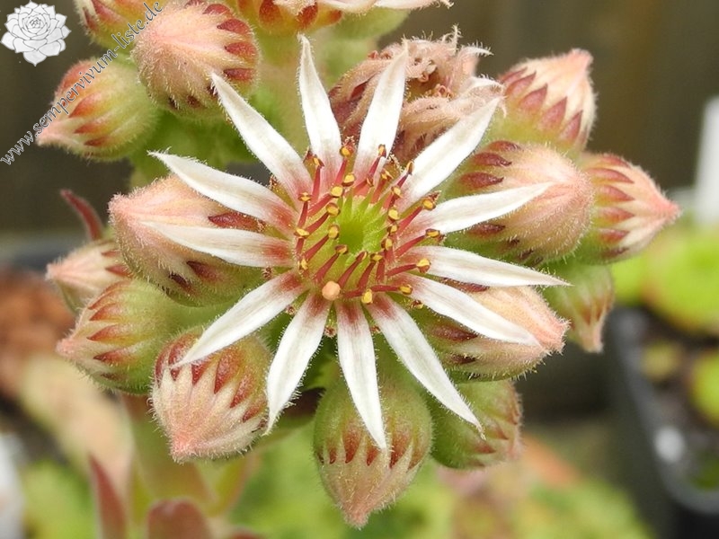 tectorum var. tectorum (beugesiacum) from Geneva