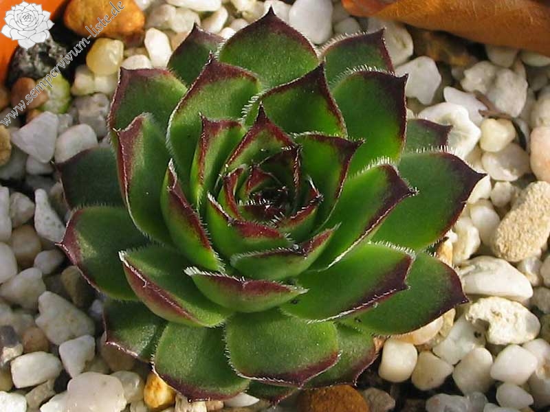 tectorum var. tectorum (affine)