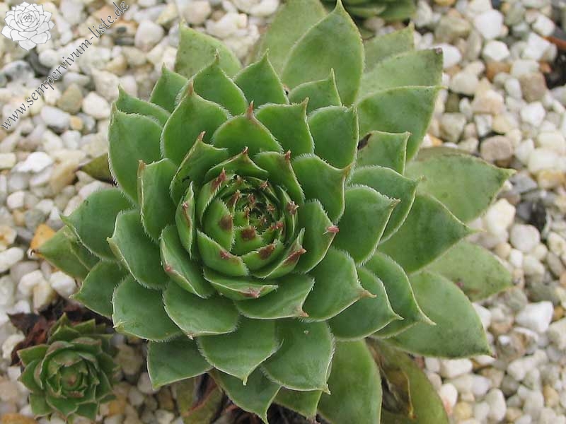 tectorum var. tectorum (alpinum) from Chambara
