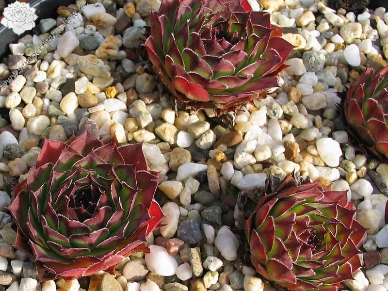 tectorum var. arvernense from Tour de Mertogne