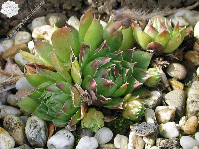 tectorum var. tectorum (andreanum)