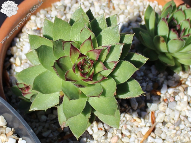 tectorum var. tectorum (alpinum) from Chambara