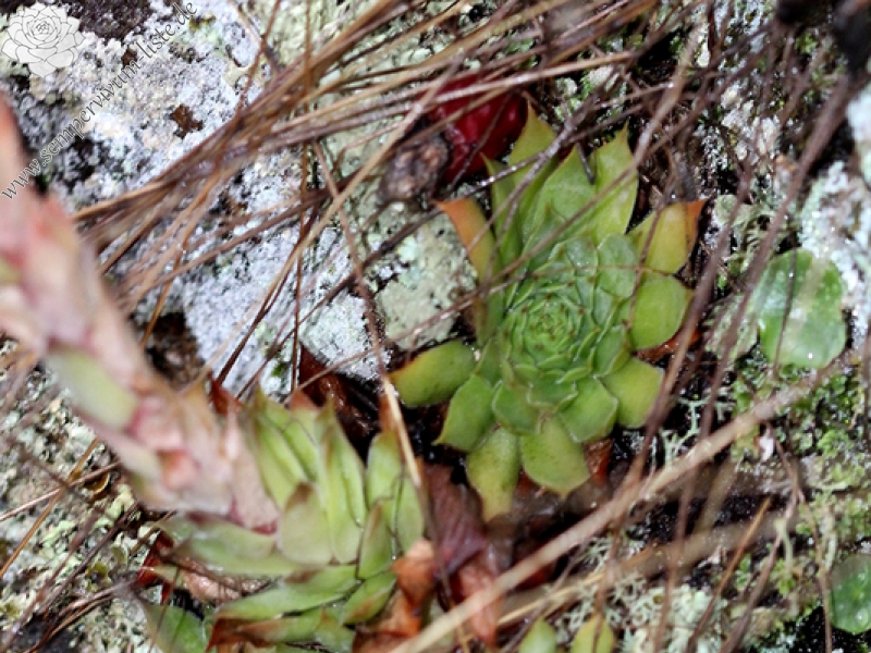 tectorum var. arvernense from Ponsas