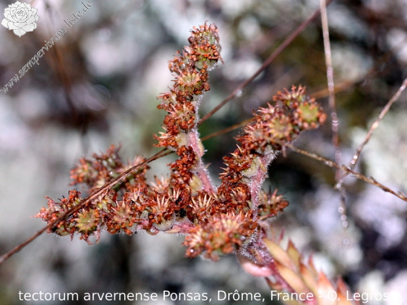 tectorum var. arvernense from Ponsas