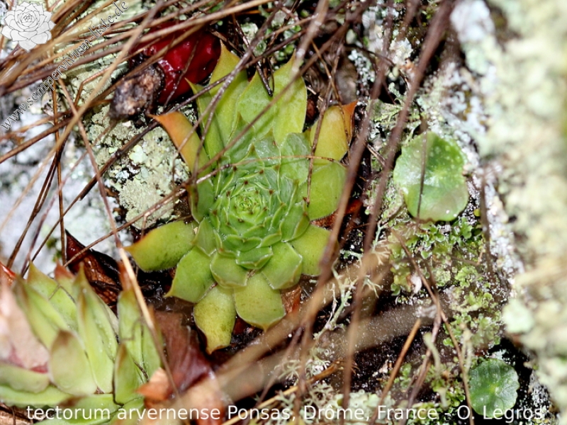 tectorum var. arvernense from Ponsas