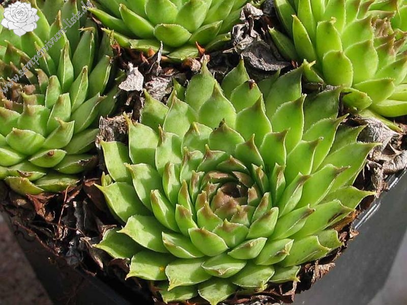 tectorum var. arvernense from Mont Lozère (Typ PH1057)