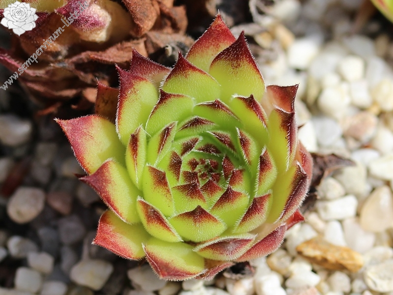 tectorum var. arvernense (italicum)