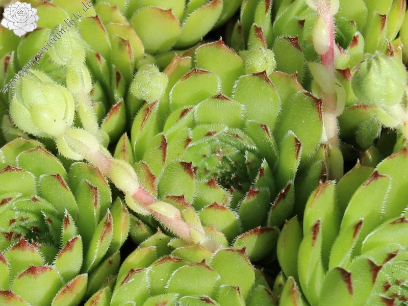 tectorum var. arvernense (italicum) from Monti Lepini