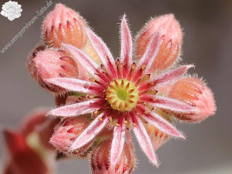 tectorum var. arvernense (italicum)