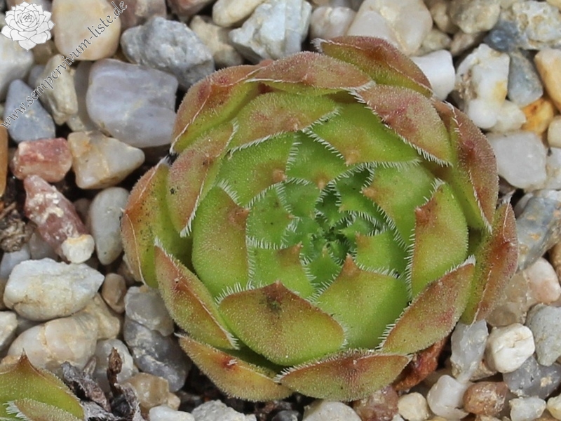tectorum var. tectorum (beugesiacum) from Geneva