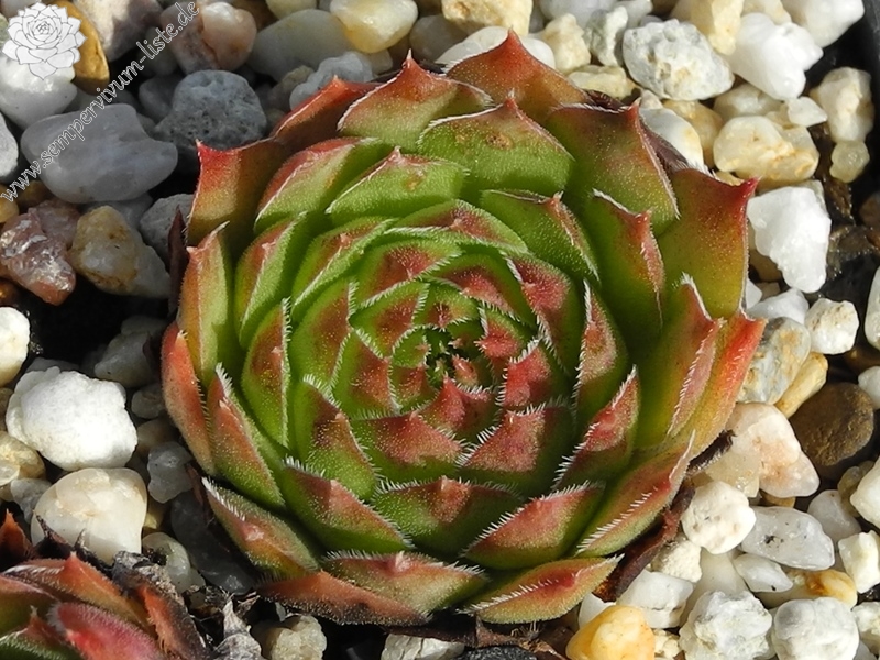 tectorum var. tectorum (beugesiacum) from Geneva
