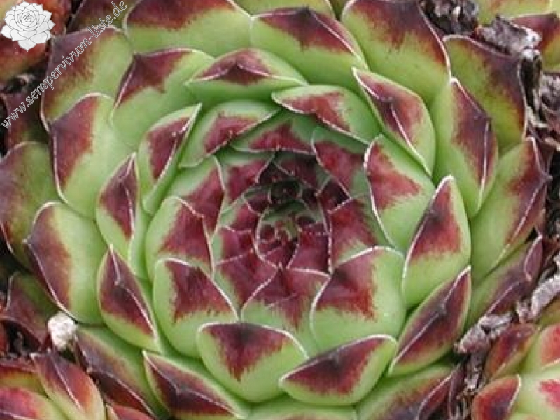 tectorum var. tectorum (boutignyanum) from Pla de la Barraca