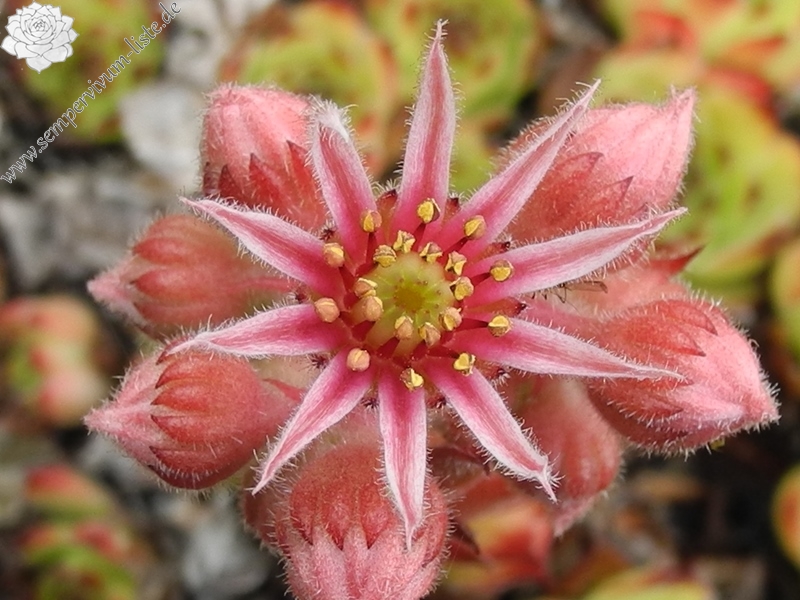 tectorum var. tectorum (erubescens)