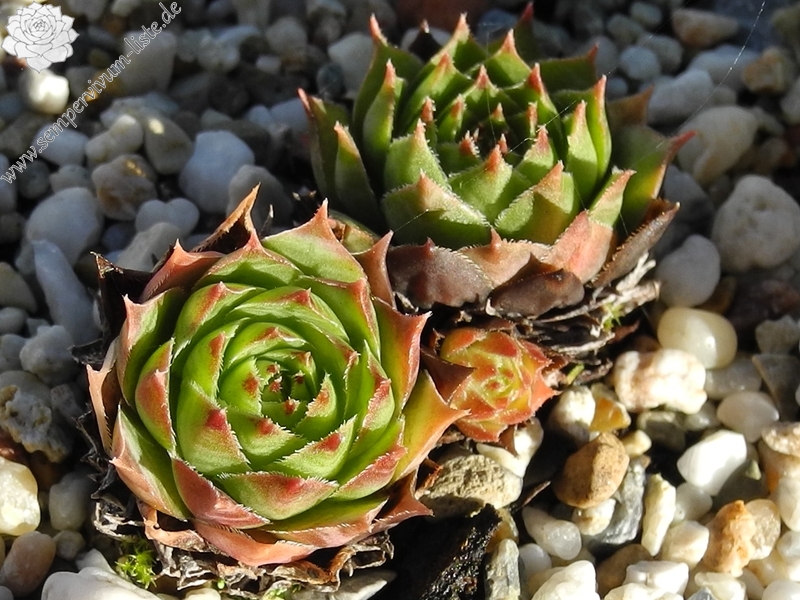 tectorum var. tectorum (fuscum)
