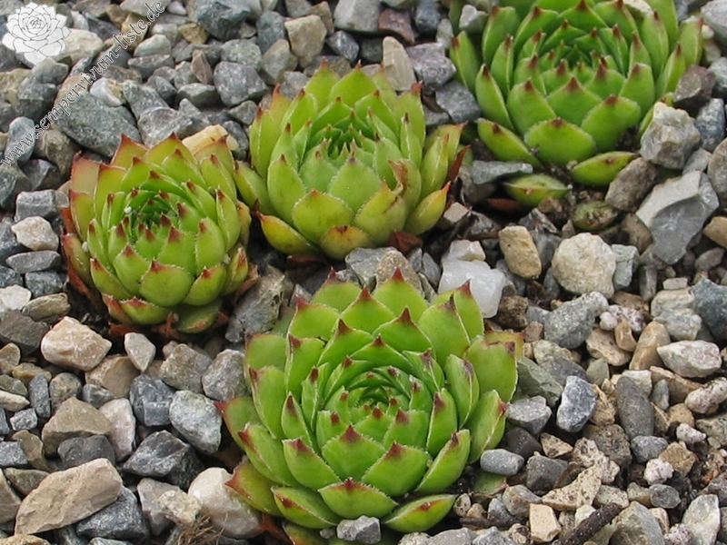 tectorum var. tectorum (mettenianum)