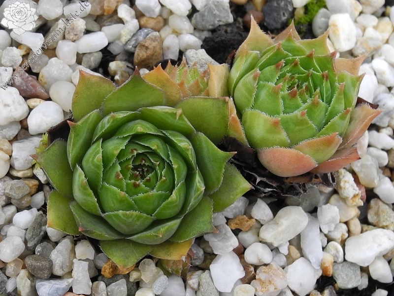 tectorum var. tectorum (fuscum)