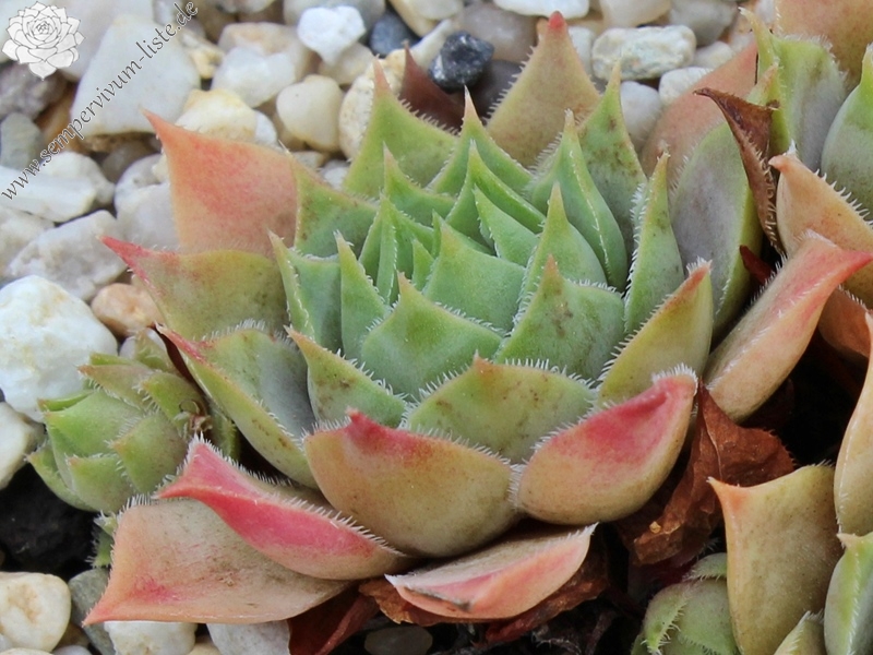 tectorum (aureum)