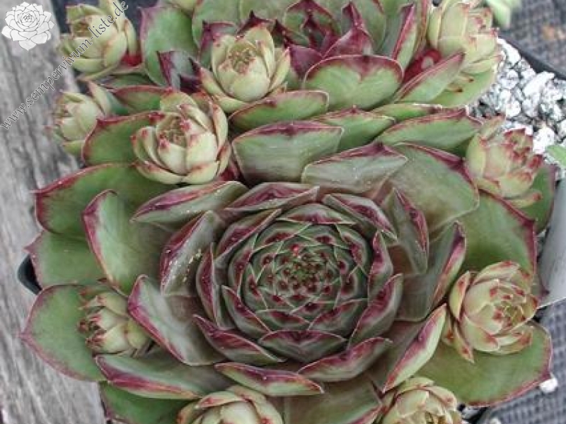 tectorum (cintelaggii)