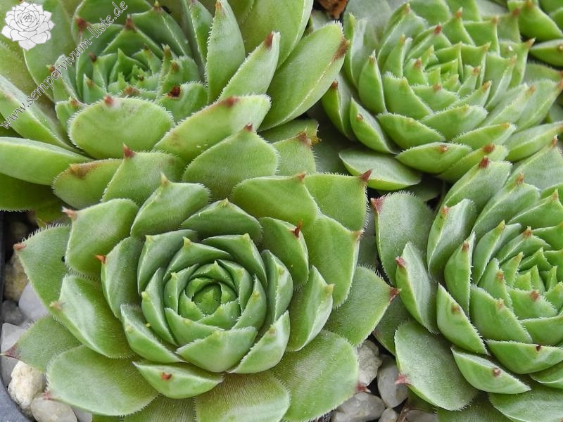 tectorum (cintelaggii)