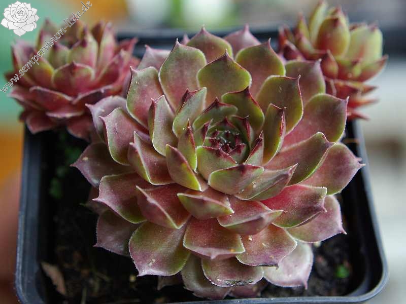 tectorum (heldreichii)